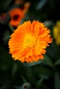 Calendula officinalis, the pot marigold, ruddles, common marigold or Scotch marigold.ÃÂ  Royalty Free Stock Photo